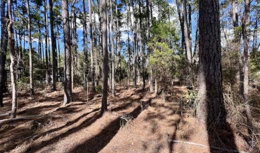 Photo #19 of SOLD property in Off Germantown Rd, Scranton, NC 9.5 acres