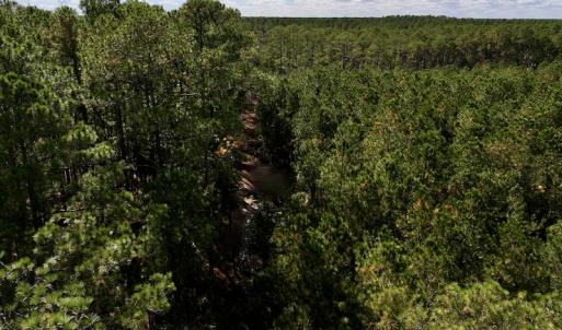 Photo #23 of SOLD property in Off Germantown Rd, Scranton, NC 9.5 acres
