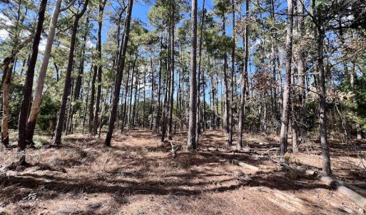Photo #24 of SOLD property in Off Germantown Rd, Scranton, NC 9.5 acres