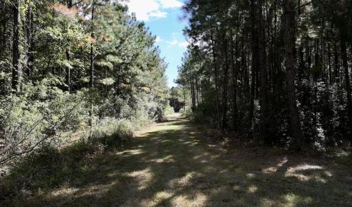 Photo #31 of SOLD property in Off Germantown Rd, Scranton, NC 9.5 acres