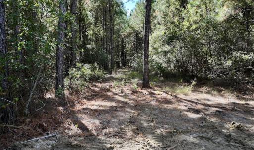 Photo #36 of SOLD property in Off Germantown Rd, Scranton, NC 9.5 acres