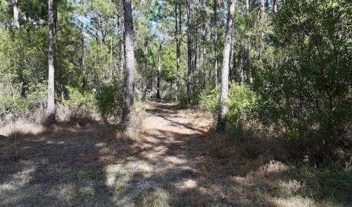 Photo #37 of SOLD property in Off Germantown Rd, Scranton, NC 9.5 acres