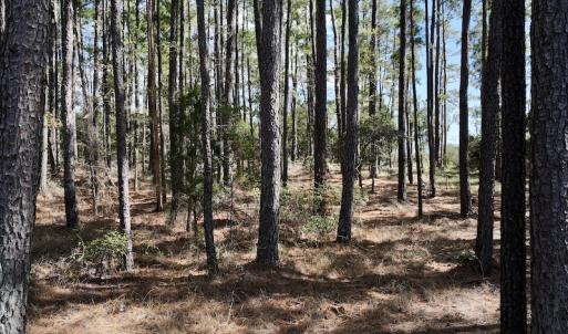 Photo #41 of SOLD property in Off Germantown Rd, Scranton, NC 9.5 acres
