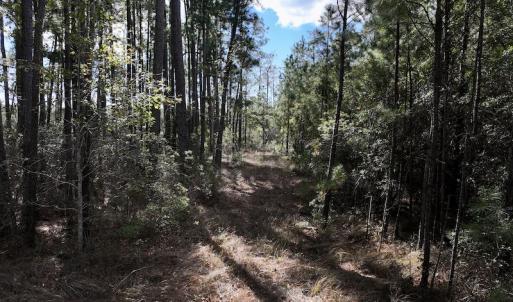 Photo #42 of SOLD property in Off Germantown Rd, Scranton, NC 9.5 acres