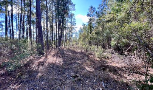 Photo #43 of SOLD property in Off Germantown Rd, Scranton, NC 9.5 acres