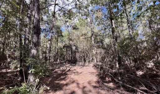 Photo #44 of SOLD property in Off Germantown Rd, Scranton, NC 9.5 acres