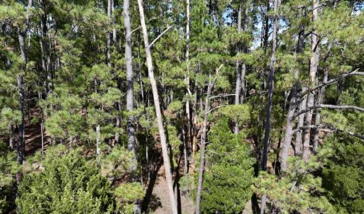 Photo #51 of SOLD property in Off Germantown Rd, Scranton, NC 9.5 acres