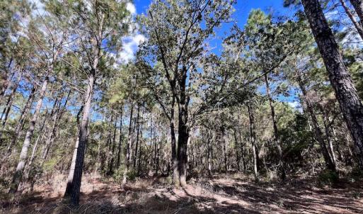 Photo #53 of SOLD property in Off Germantown Rd, Scranton, NC 9.5 acres