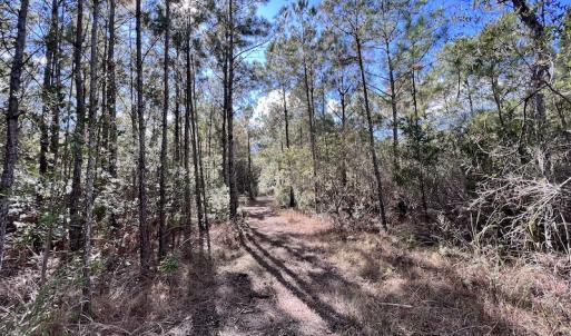 Photo #54 of SOLD property in Off Germantown Rd, Scranton, NC 9.5 acres