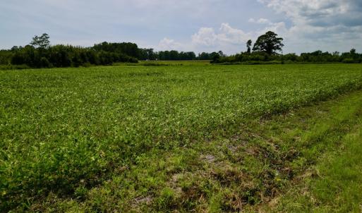 Photo #16 of SOLD property in Off Hwy 55, Dover, NC 14.1 acres