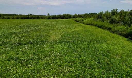 Photo #19 of SOLD property in Off Hwy 55, Dover, NC 14.1 acres