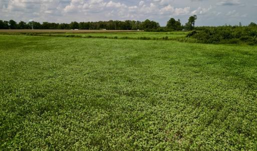 Photo #9 of SOLD property in Off Hwy 55, Dover, NC 14.1 acres