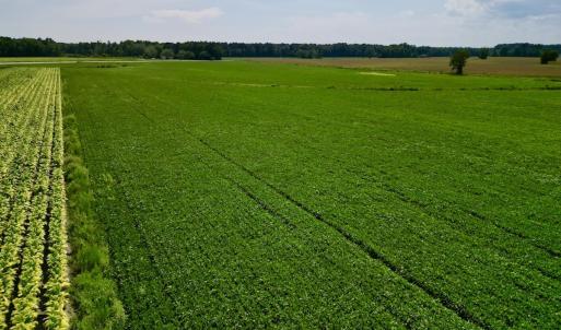 Photo #5 of SOLD property in Off Dover Fort Barnwell Rd, Dover, NC 32.0 acres