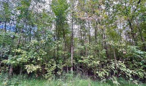 Photo #15 of SOLD property in Off Van Gert Rd, Winterville, NC 29.3 acres