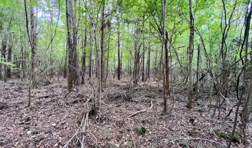 Photo #16 of SOLD property in Off Van Gert Rd, Winterville, NC 29.3 acres