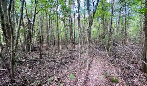 Photo #17 of SOLD property in Off Van Gert Rd, Winterville, NC 29.3 acres