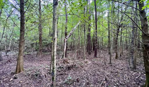 Photo #18 of SOLD property in Off Van Gert Rd, Winterville, NC 29.3 acres