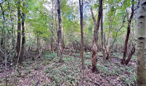Photo #19 of SOLD property in Off Van Gert Rd, Winterville, NC 29.3 acres