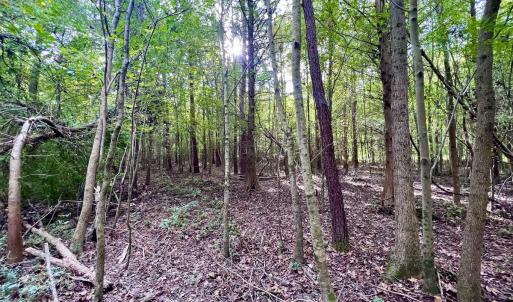 Photo #20 of SOLD property in Off Van Gert Rd, Winterville, NC 29.3 acres