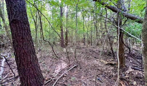 Photo #21 of SOLD property in Off Van Gert Rd, Winterville, NC 29.3 acres