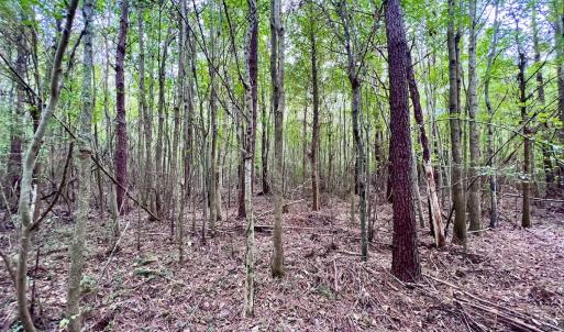 Photo #23 of SOLD property in Off Van Gert Rd, Winterville, NC 29.3 acres