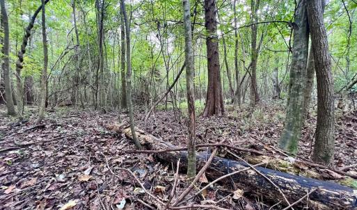 Photo #24 of SOLD property in Off Van Gert Rd, Winterville, NC 29.3 acres