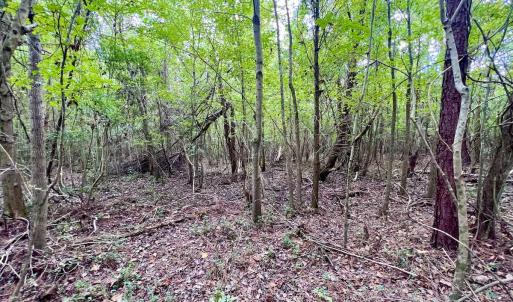 Photo #25 of SOLD property in Off Van Gert Rd, Winterville, NC 29.3 acres