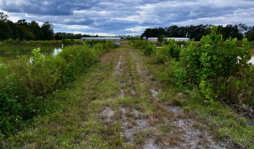 Photo #13 of SOLD property in Off Castoria Rd, Walstonburg, NC 22.8 acres