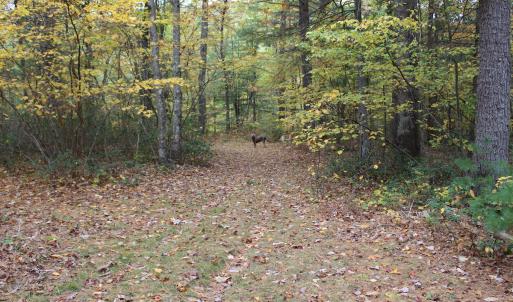 Photo #14 of SOLD property in 2551 Brushy Fork Rd , Head Waters, VA 14.1 acres
