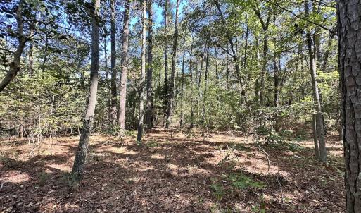 Photo #10 of Off Hollies Church Rd, Melfa, VA 16.8 acres