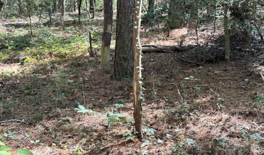 Photo #12 of Off Hollies Church Rd, Melfa, VA 16.8 acres