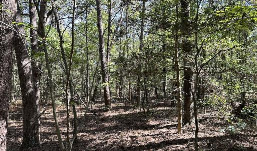 Photo #13 of Off Hollies Church Rd, Melfa, VA 16.8 acres