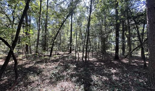 Photo #14 of Off Hollies Church Rd, Melfa, VA 16.8 acres