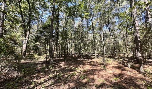 Photo #15 of Off Hollies Church Rd, Melfa, VA 16.8 acres