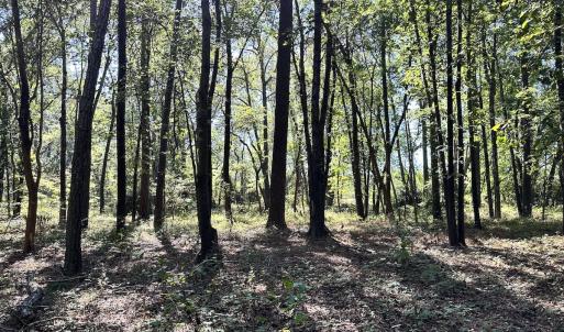Photo #16 of Off Hollies Church Rd, Melfa, VA 16.8 acres