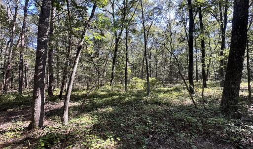 Photo #17 of Off Hollies Church Rd, Melfa, VA 16.8 acres