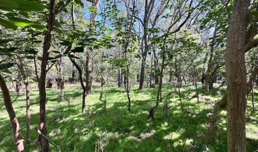 Photo #8 of Off Hollies Church Rd, Melfa, VA 16.8 acres