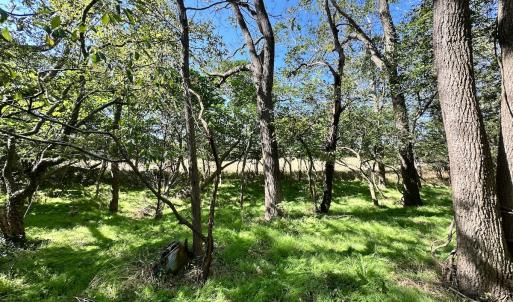 Photo #9 of Off Hollies Church Rd, Melfa, VA 16.8 acres