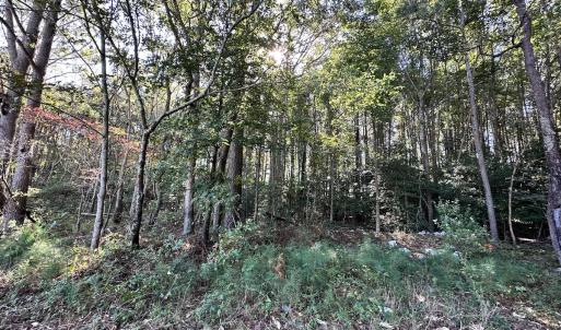 Photo #13 of Off Hollies Church Rd, Melfa, VA 78.9 acres