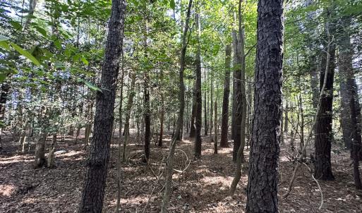 Photo #14 of Off Hollies Church Rd, Melfa, VA 78.9 acres