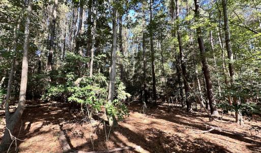 Photo #16 of Off Hollies Church Rd, Melfa, VA 78.9 acres