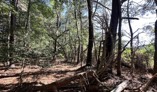 Photo #17 of Off Hollies Church Rd, Melfa, VA 78.9 acres