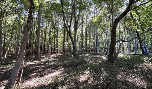 Photo #19 of Off Hollies Church Rd, Melfa, VA 78.9 acres