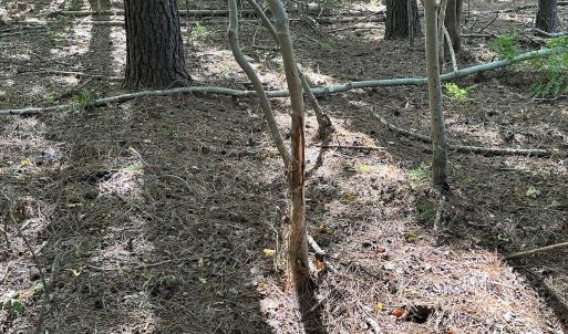 Photo #20 of Off Hollies Church Rd, Melfa, VA 78.9 acres
