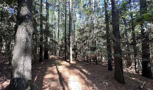 Photo #23 of Off Hollies Church Rd, Melfa, VA 78.9 acres