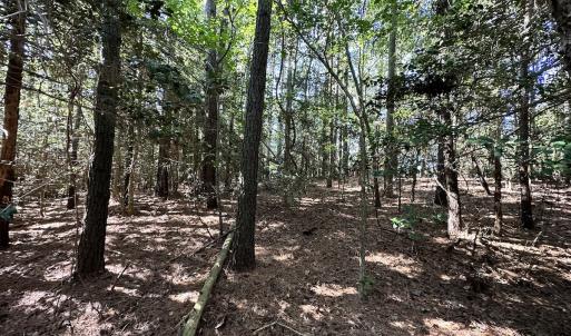 Photo #24 of Off Hollies Church Rd, Melfa, VA 78.9 acres