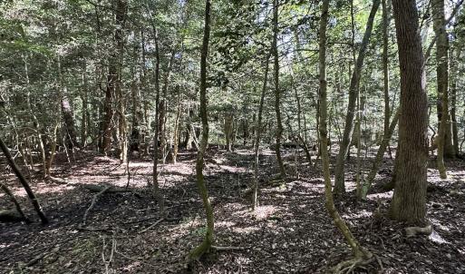 Photo #25 of Off Hollies Church Rd, Melfa, VA 78.9 acres