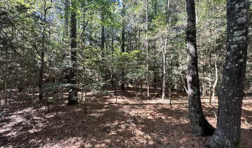 Photo #26 of Off Hollies Church Rd, Melfa, VA 78.9 acres