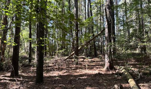 Photo #27 of Off Hollies Church Rd, Melfa, VA 78.9 acres