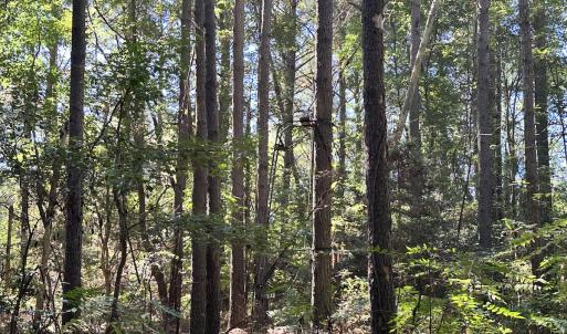Photo #28 of Off Hollies Church Rd, Melfa, VA 78.9 acres